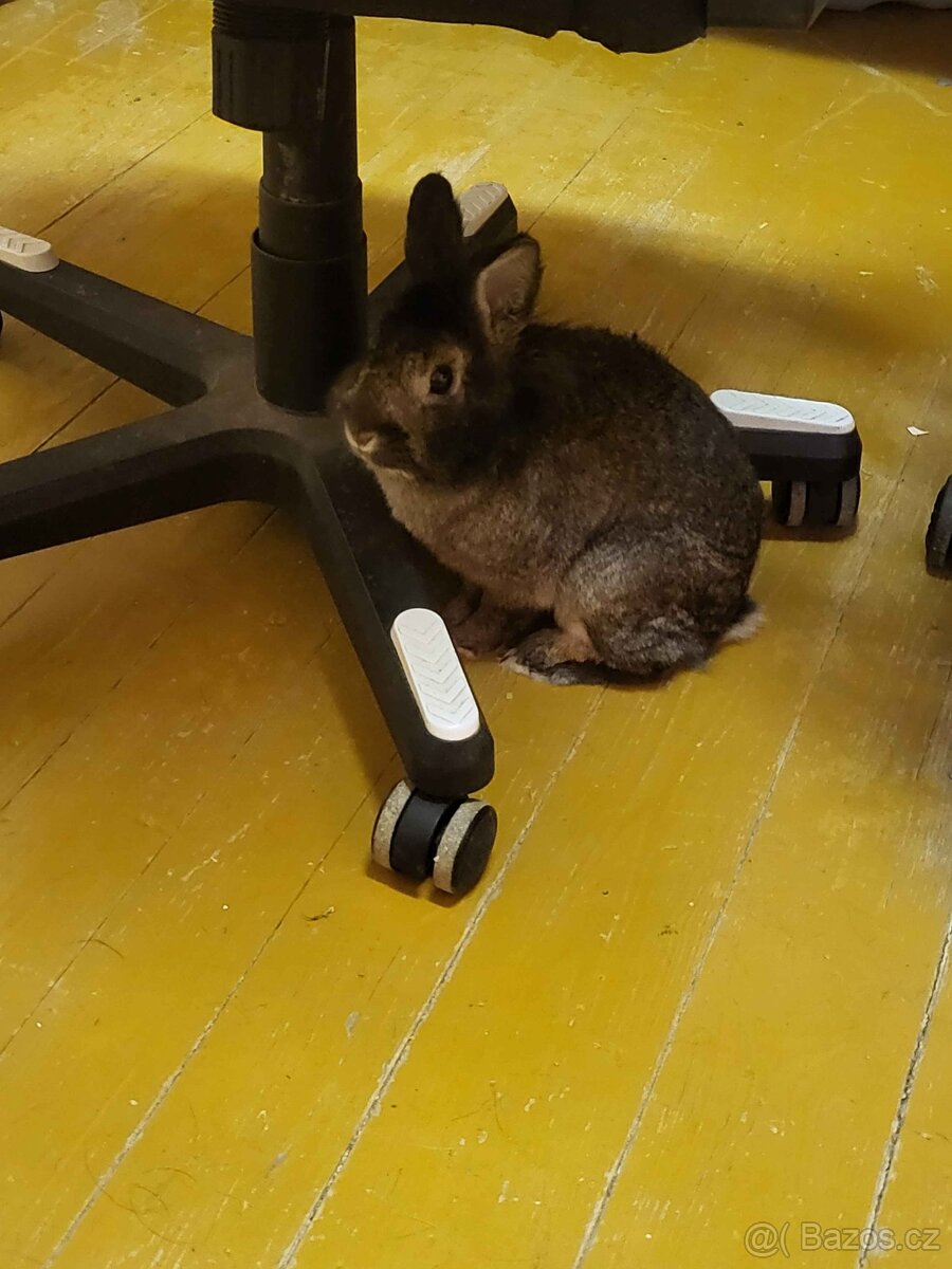 Zakrslý králíček samec - 2