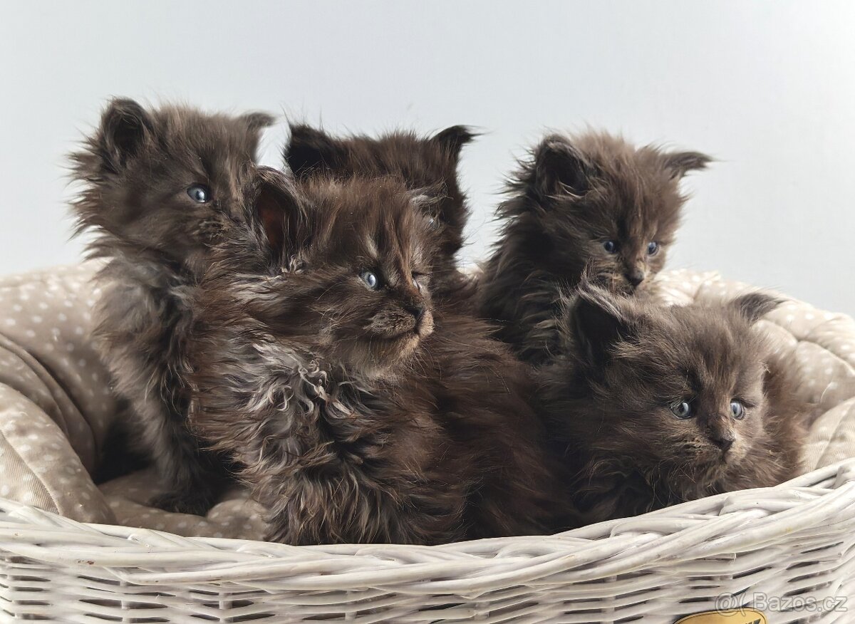 Mainská mývalí koťátka s PP - 2