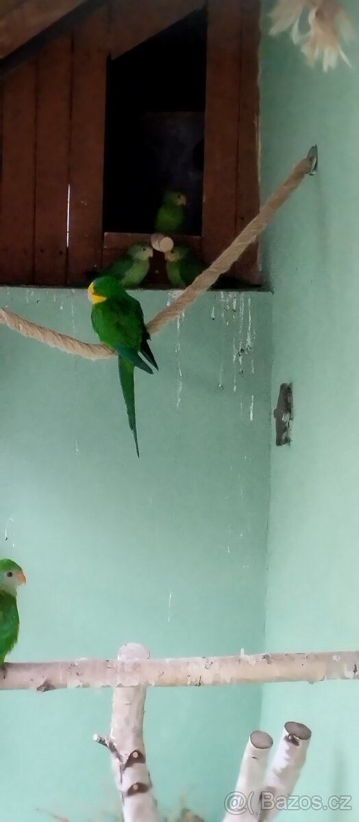 Papoušek nádherný - 2