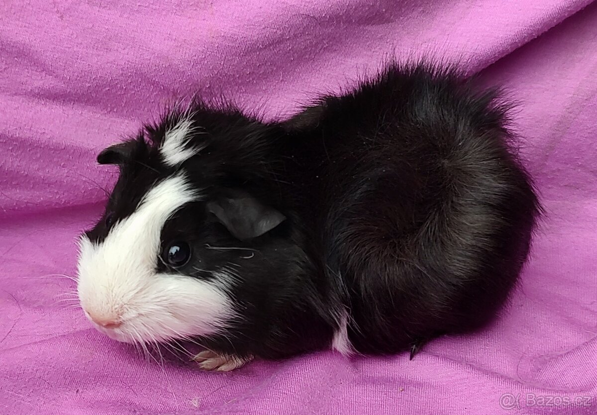 Morče/ Morčátka - 2