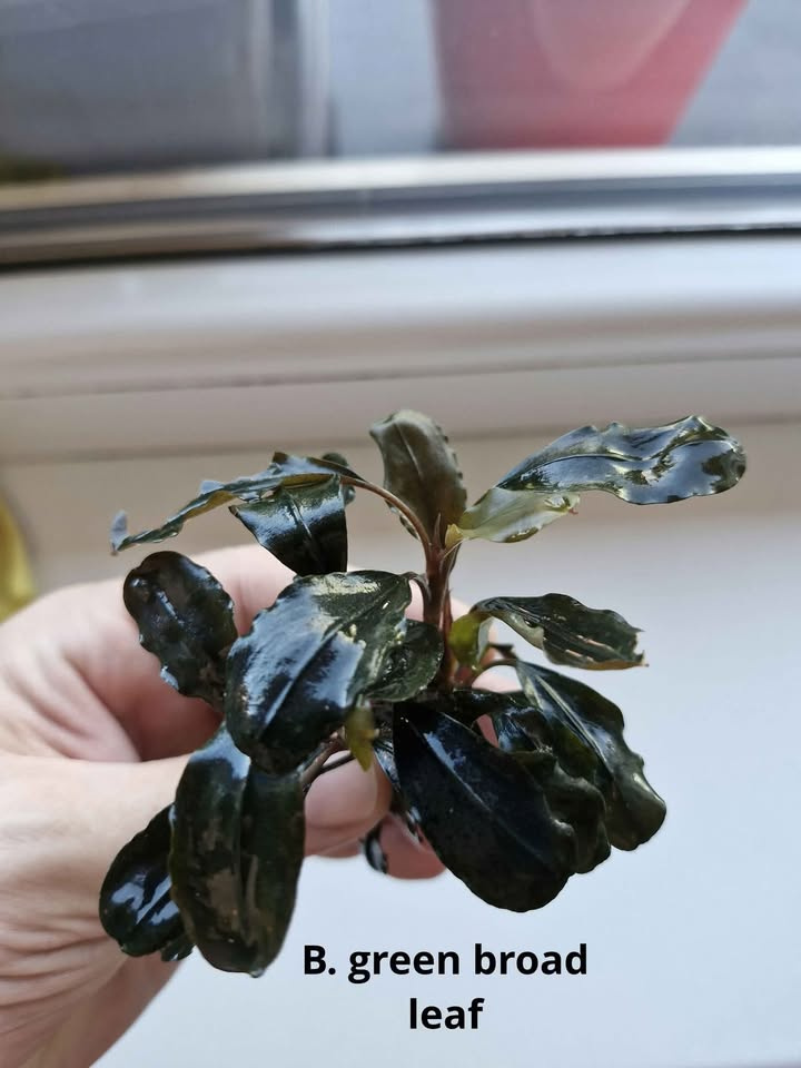 Becephalandra Dark blue,sp Red,Green broad leaf - 2