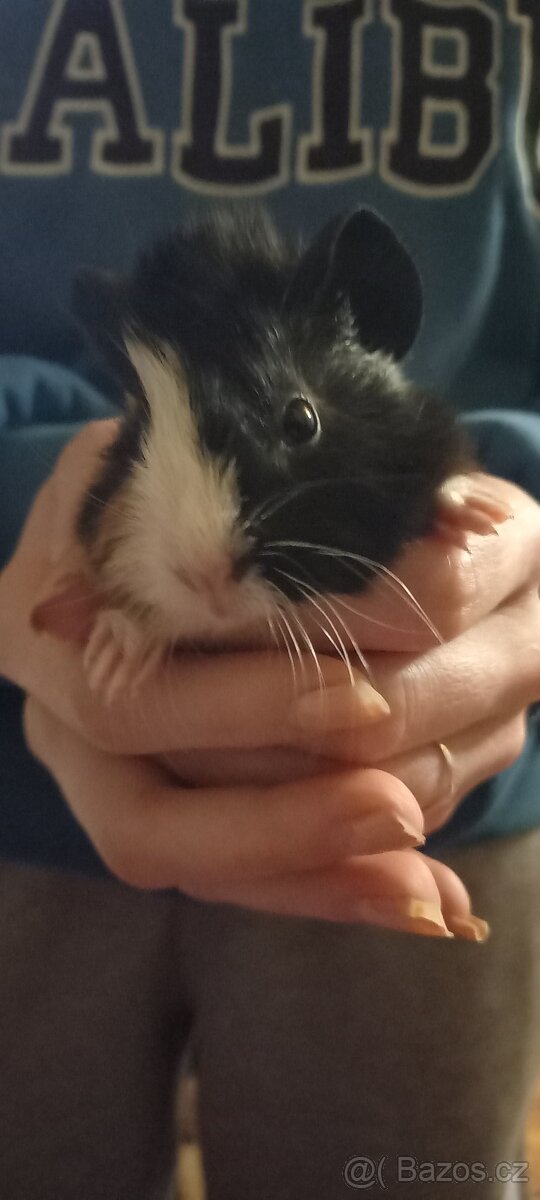 Morčata Rozety 2 měsíce - 2