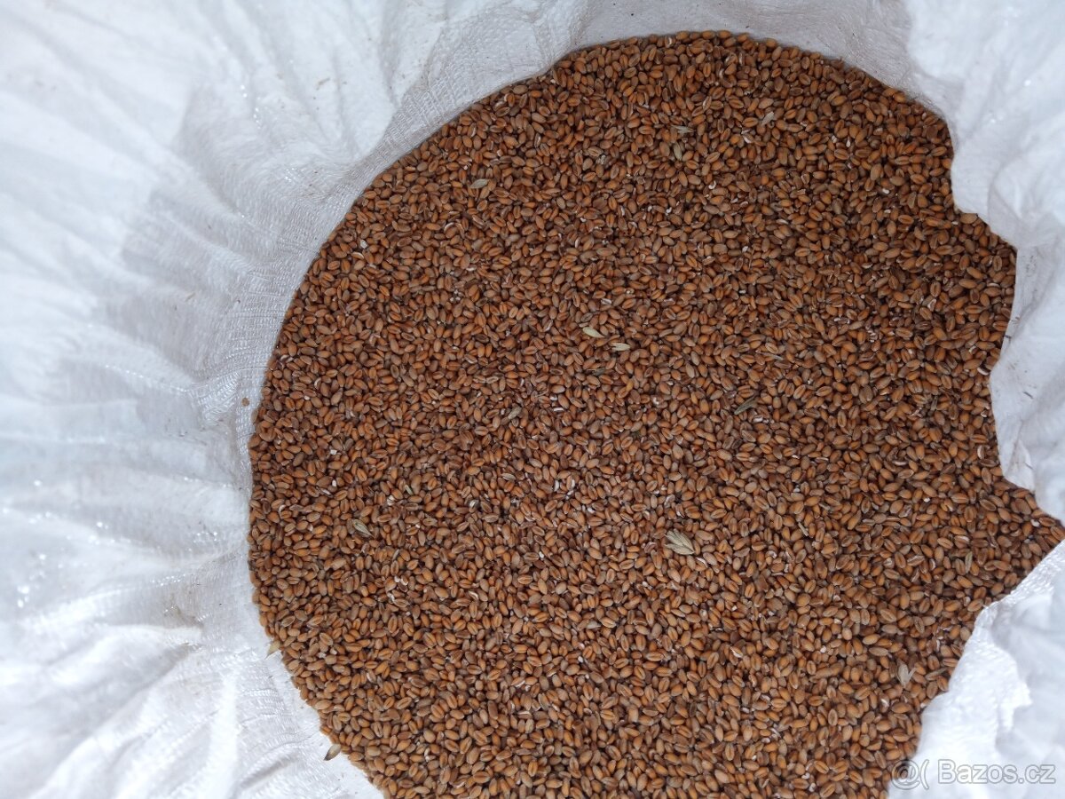 Pšenice, ječmen - 2