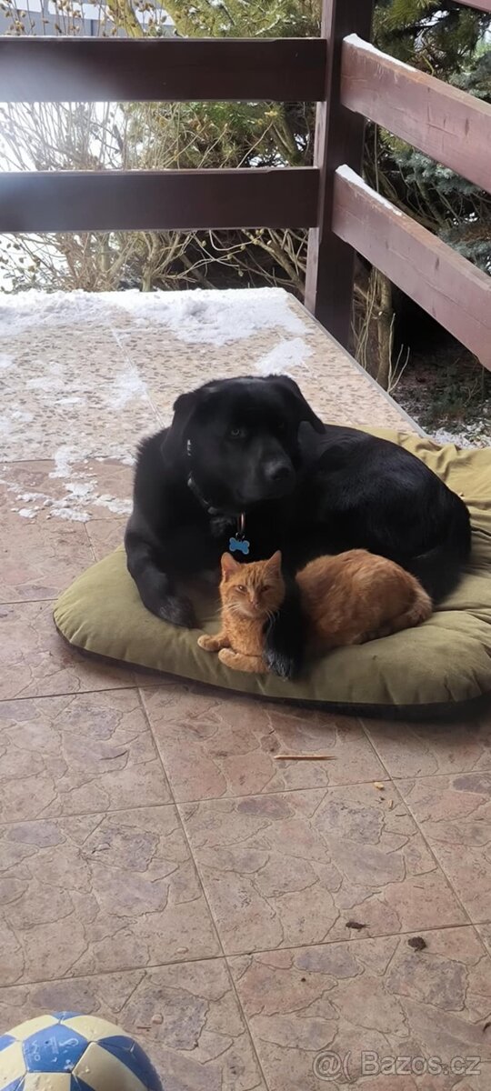 Daruji 2 roky starého pejska - 2