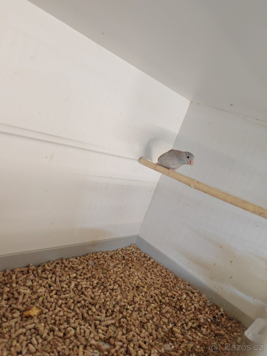 Papoušíček šedokřídlý pár - 2