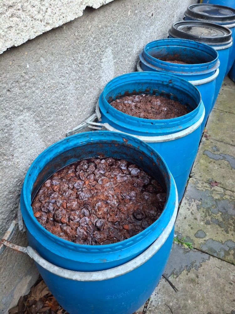 Švestkový kvas - 2