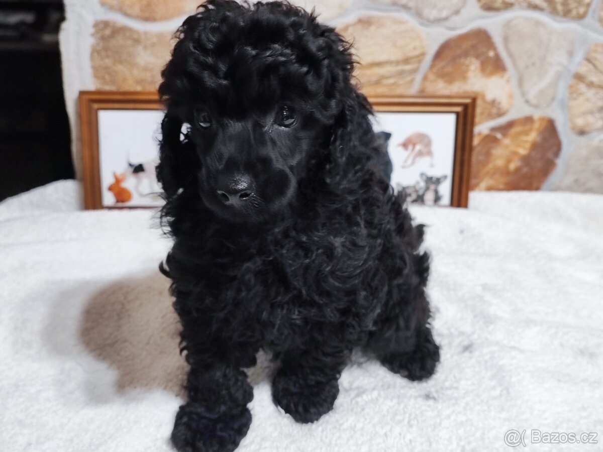 Pudl trpasličí černý a černobílý s P.P. - 2