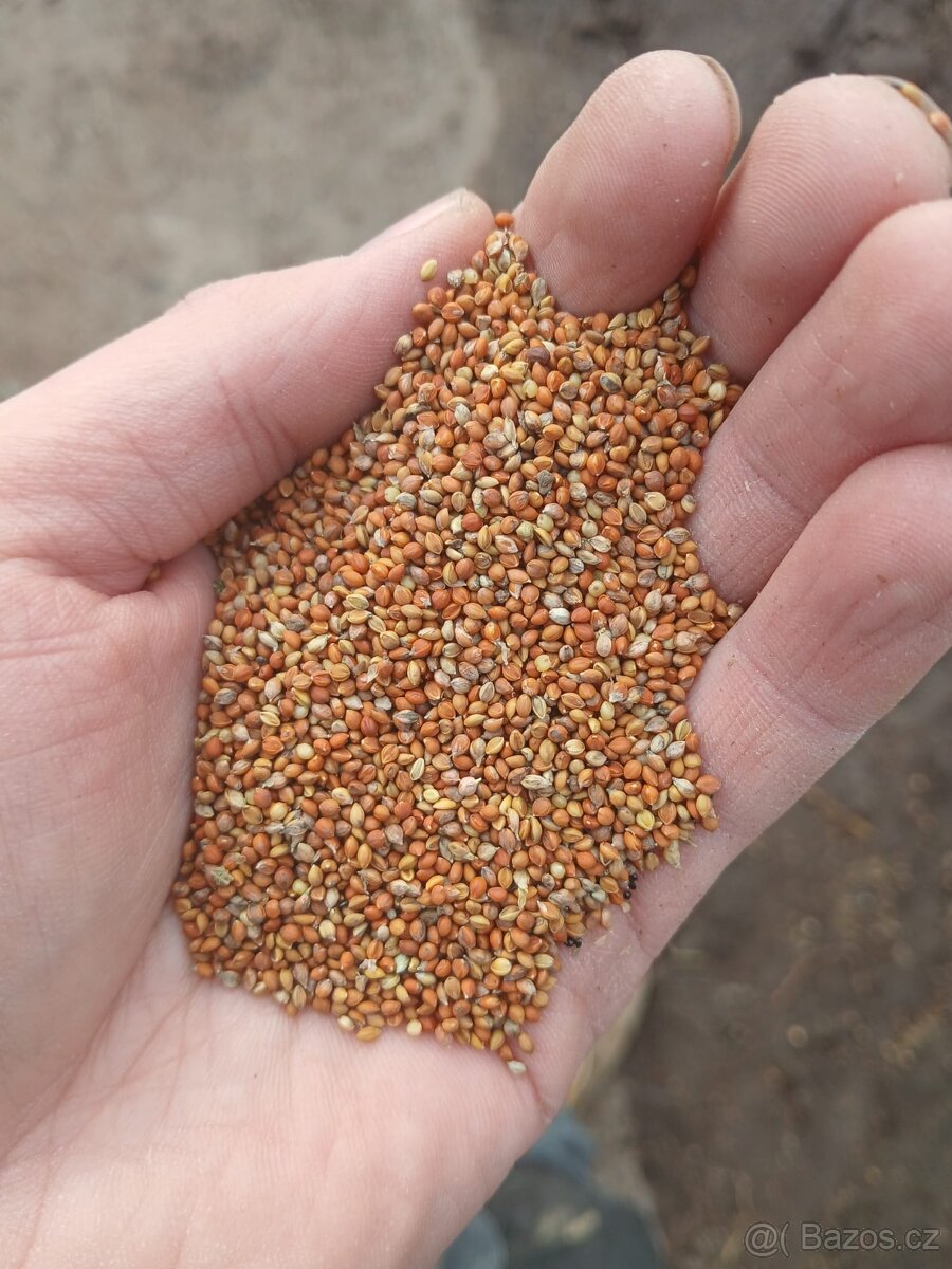 Senegalské proso - 2