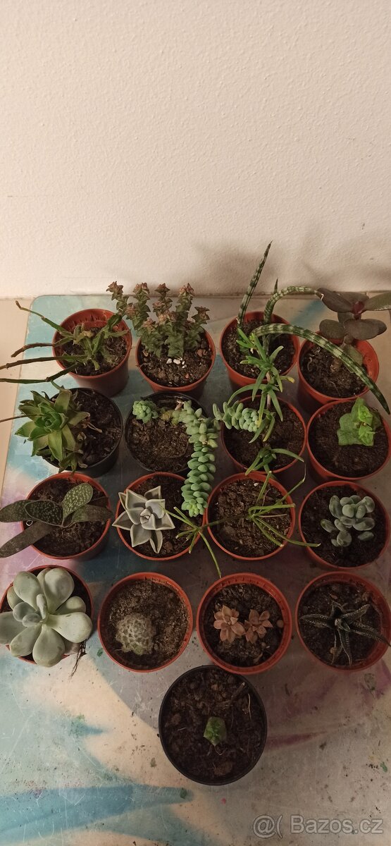 Sukulenty - 2