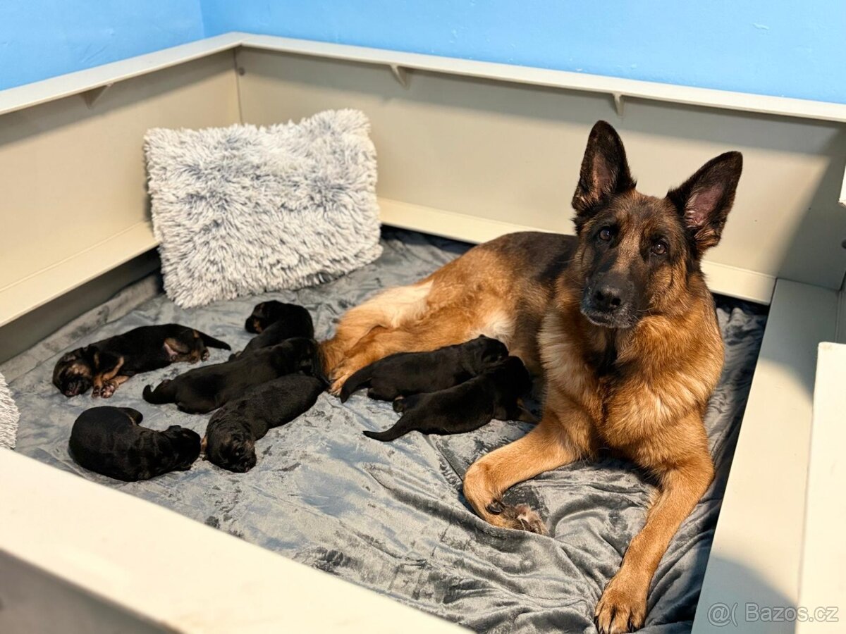Německý ovčák štěňata - 2
