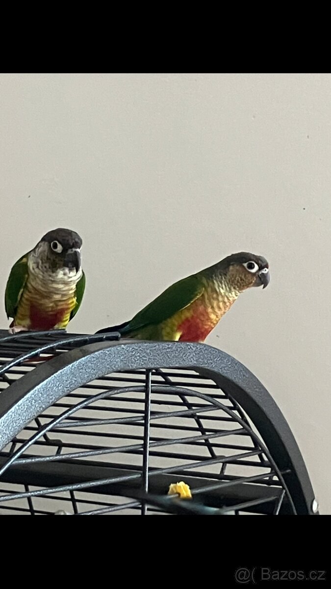 Pyrura zelenolící - 2