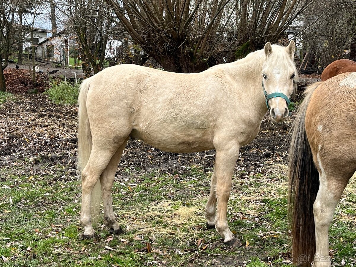 Welsh pony B - valach - 2