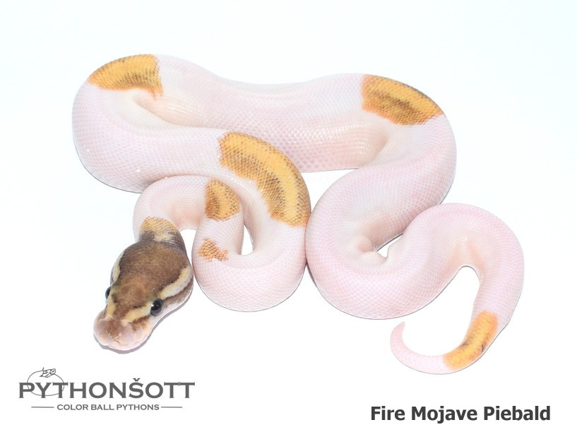 Mláďata Krajty královské - Python regius - 2