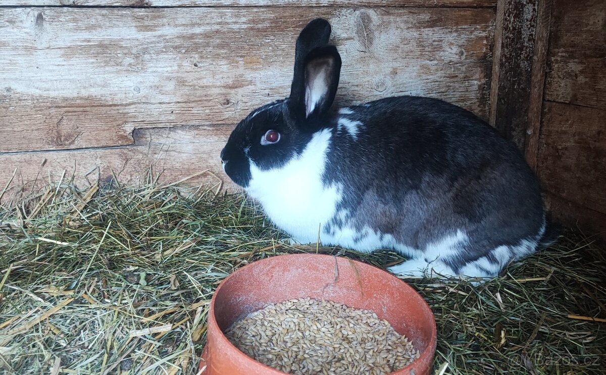 Samice králíků - 2