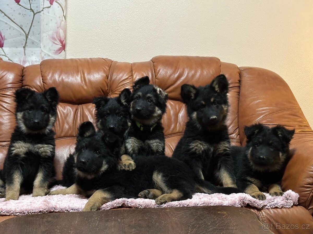 štěňátka chodského psa s PP - 2