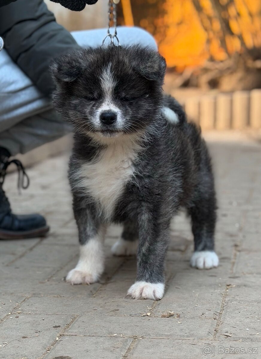 Akita Inu s průkazem původu (PP) - 2