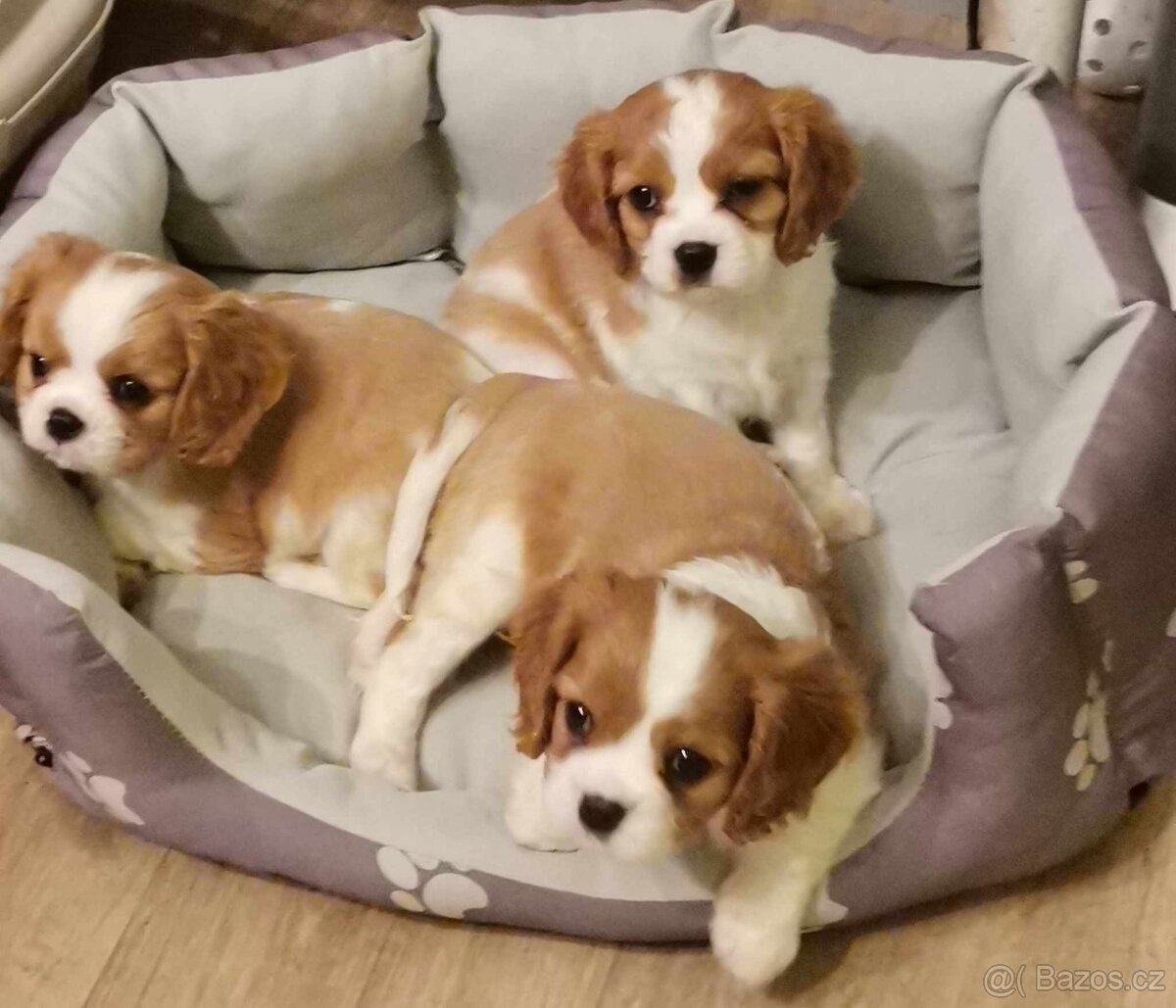 Kavalír King Charles španěl, kavalir,cavalier,kavalirek - 2