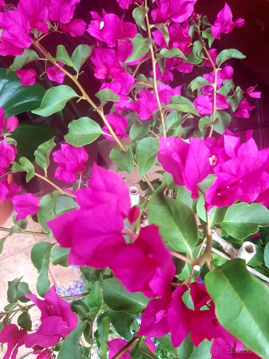 Bougainvillea, Bouga, keře, subtropické rostliny - 2