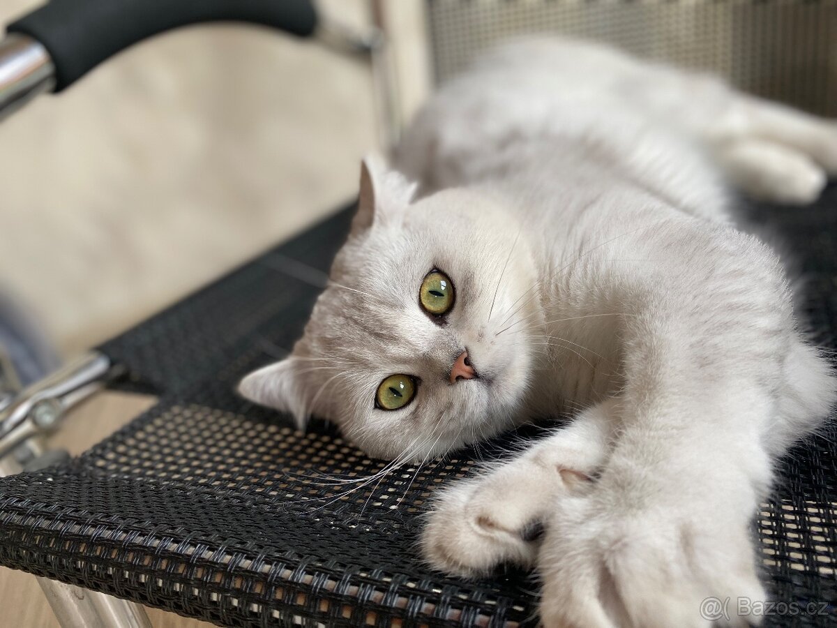 Krytí britským kocourem - 2