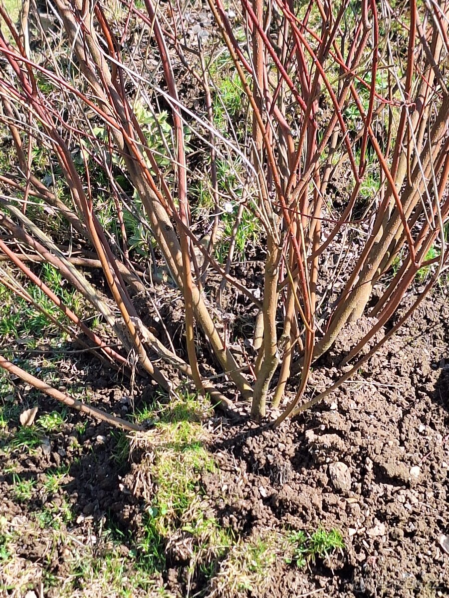 Prodam nadhernou svídu bílou-červene pruty - 2