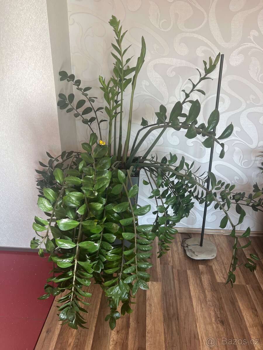 Prodám vzrostlý Zamiokulkas 140 cm - 2