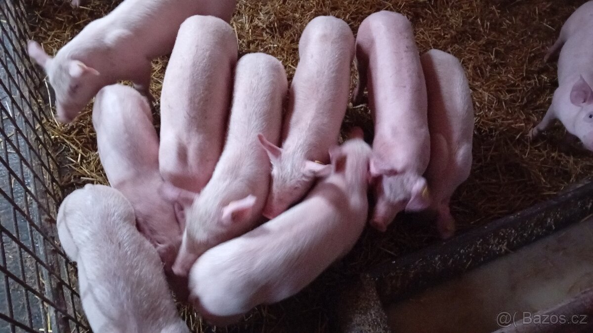 Prodám selata - 2