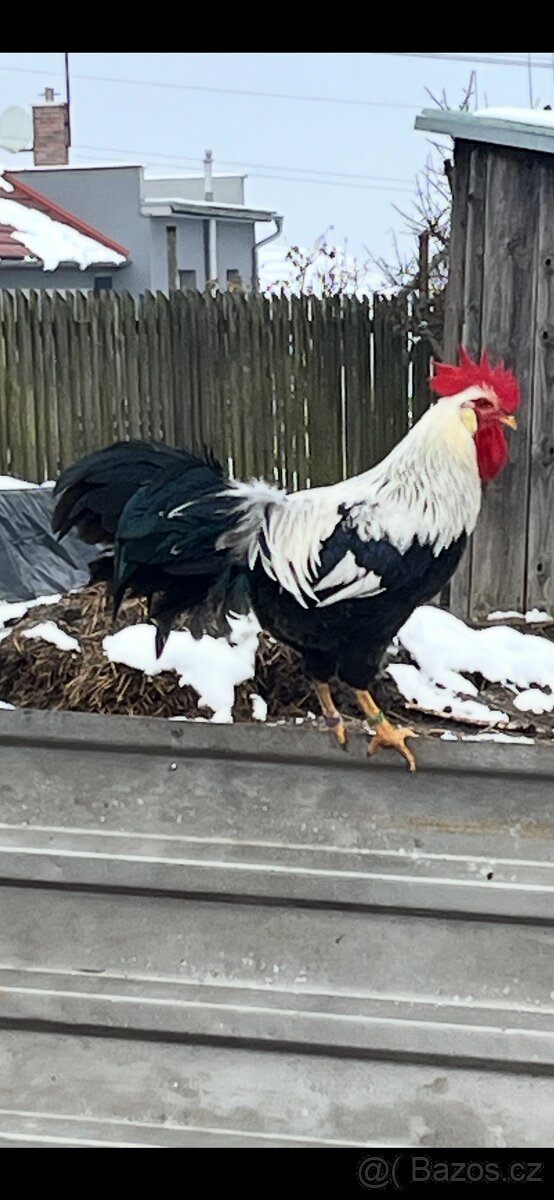 Vlaška stříbrná - 2