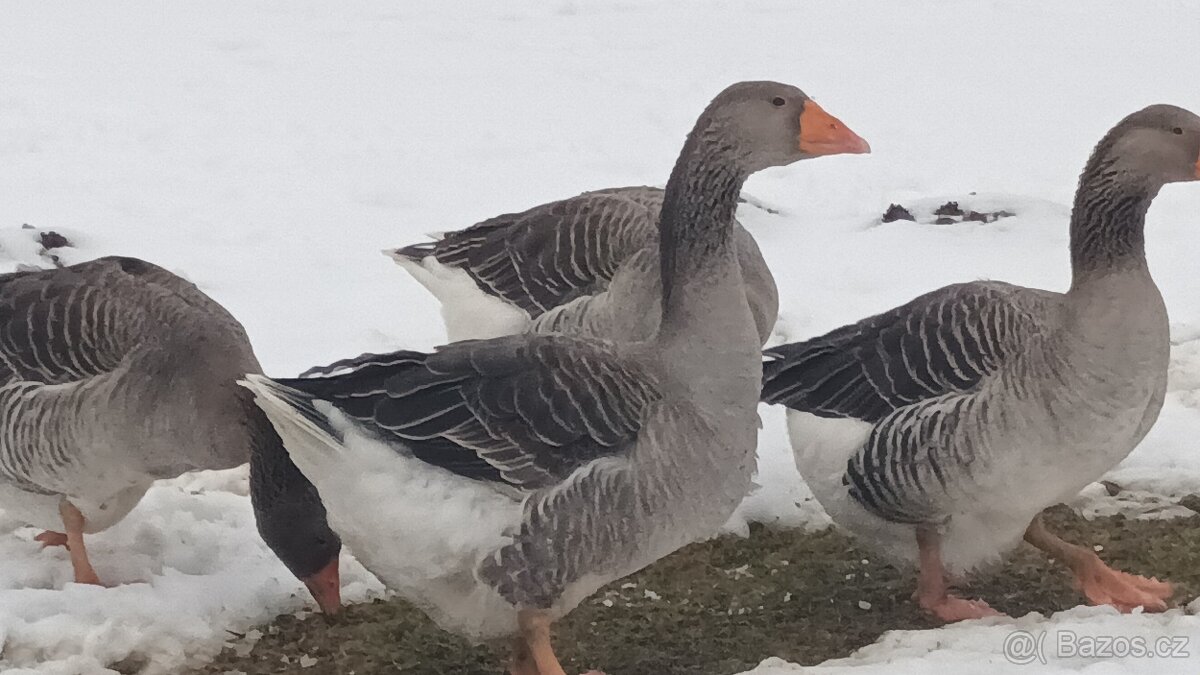 Násadová husí vejce - 2