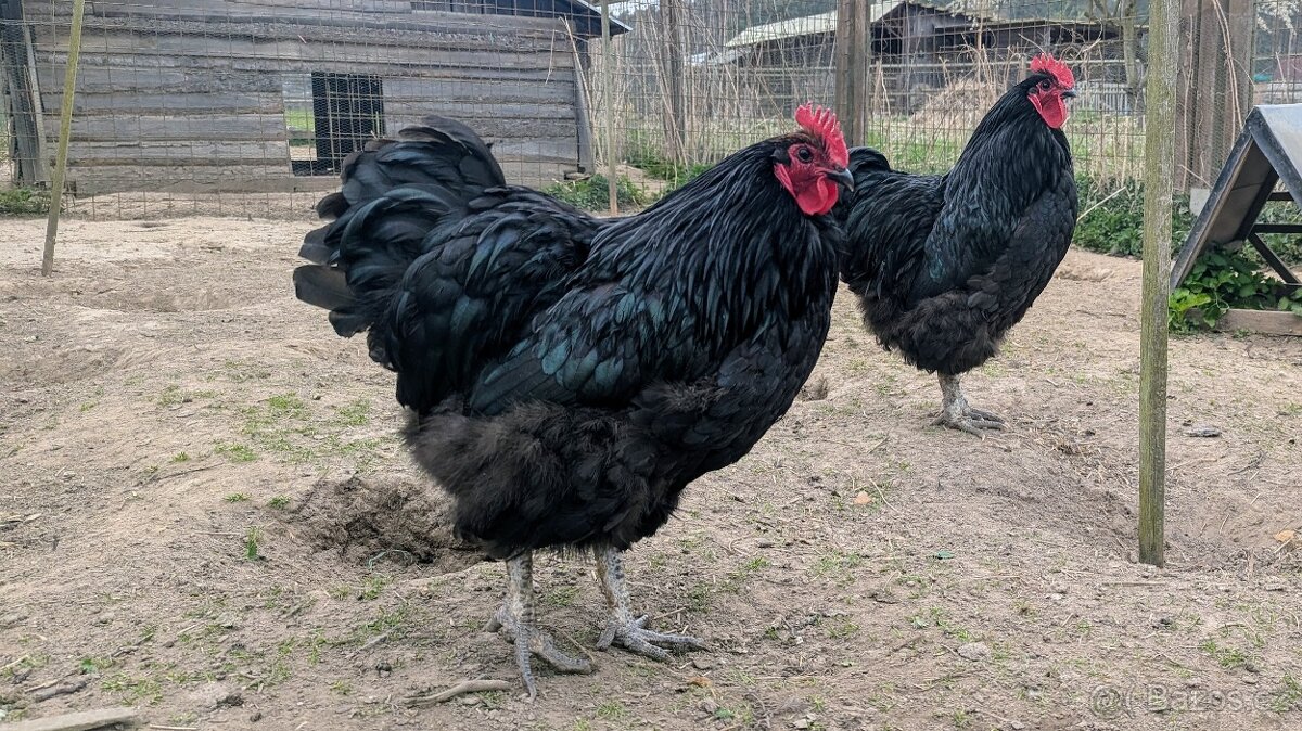 Prodám kohouty Orpington - 2