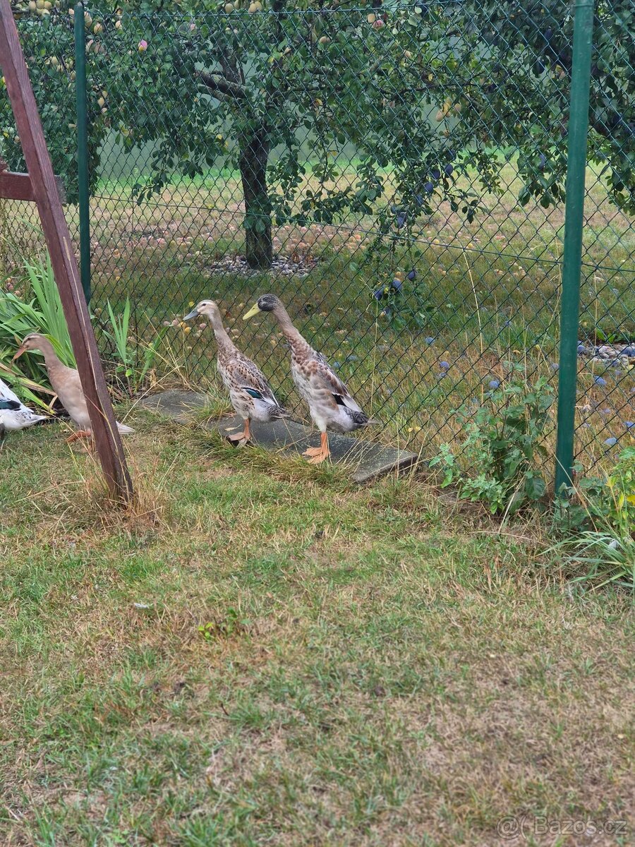 Indický běžec - 2