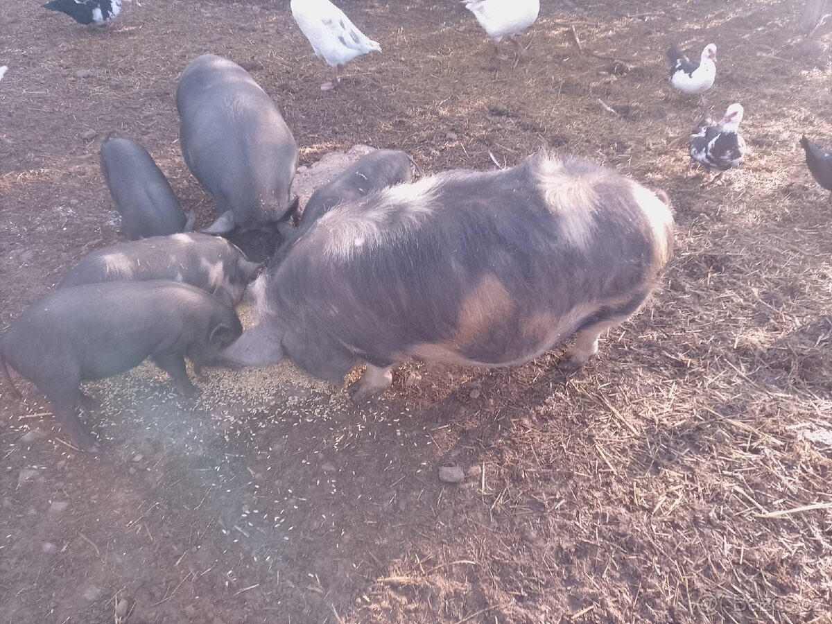 Kune kune - 2