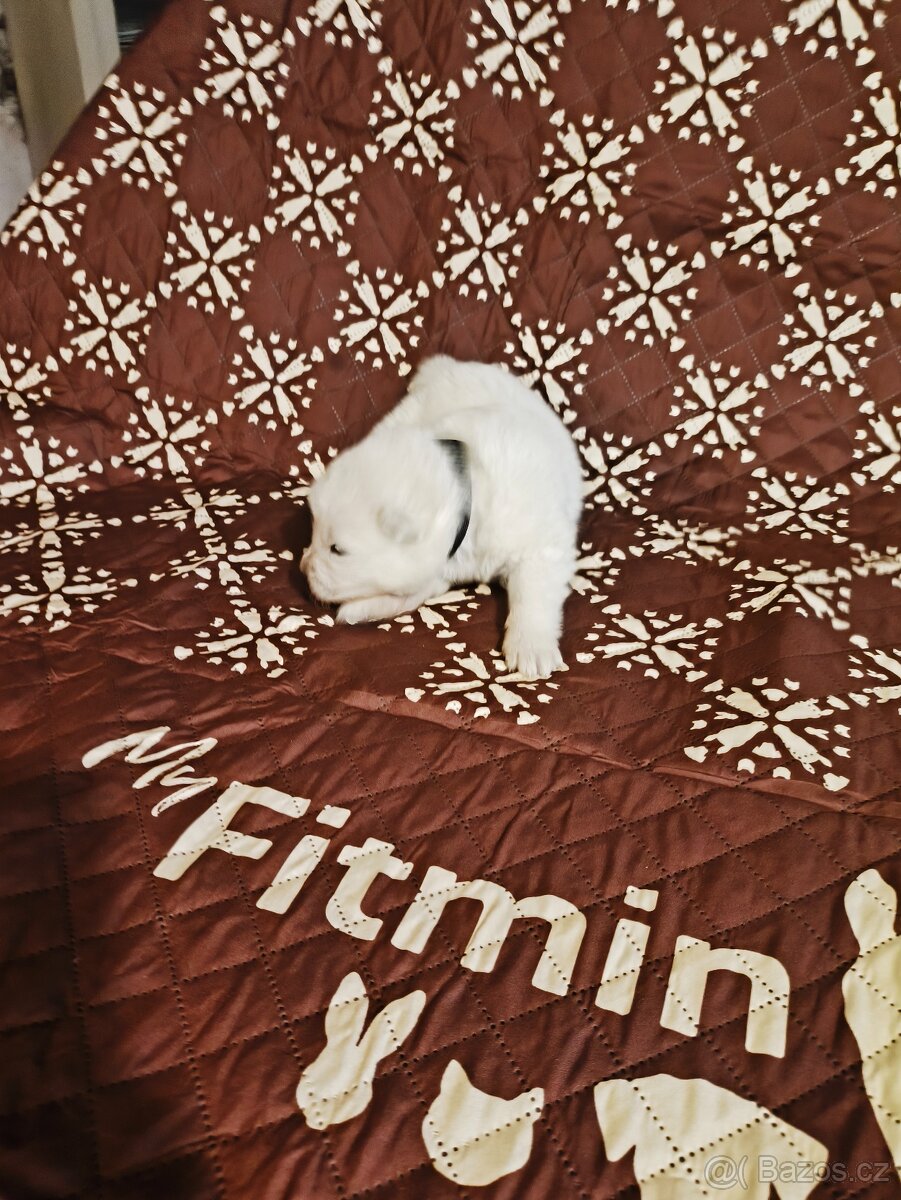 Samojed štěňata s PP - 2