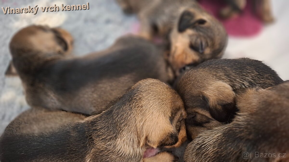 Jezevčík drsnosrstý štěňátka s PP - 2
