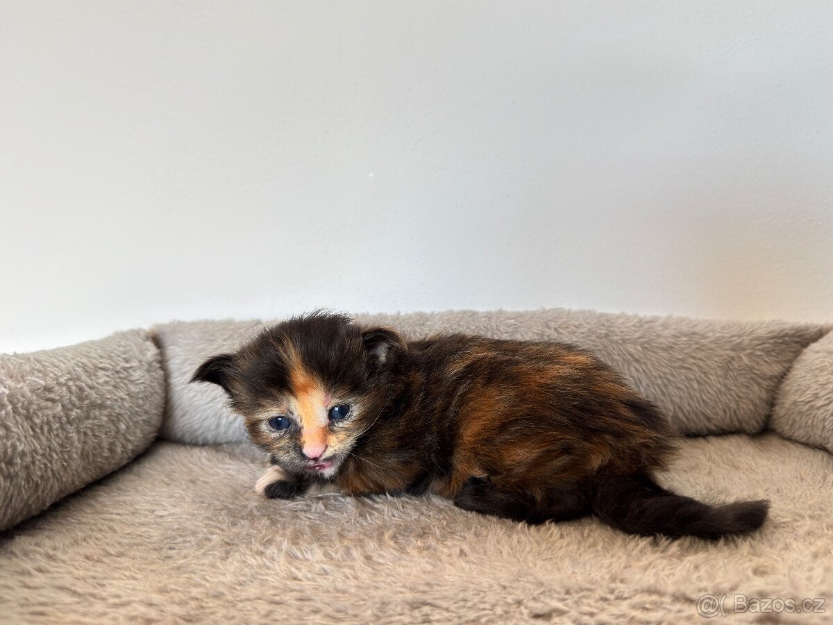 Mainská mývalí koťátka bez PP - 2