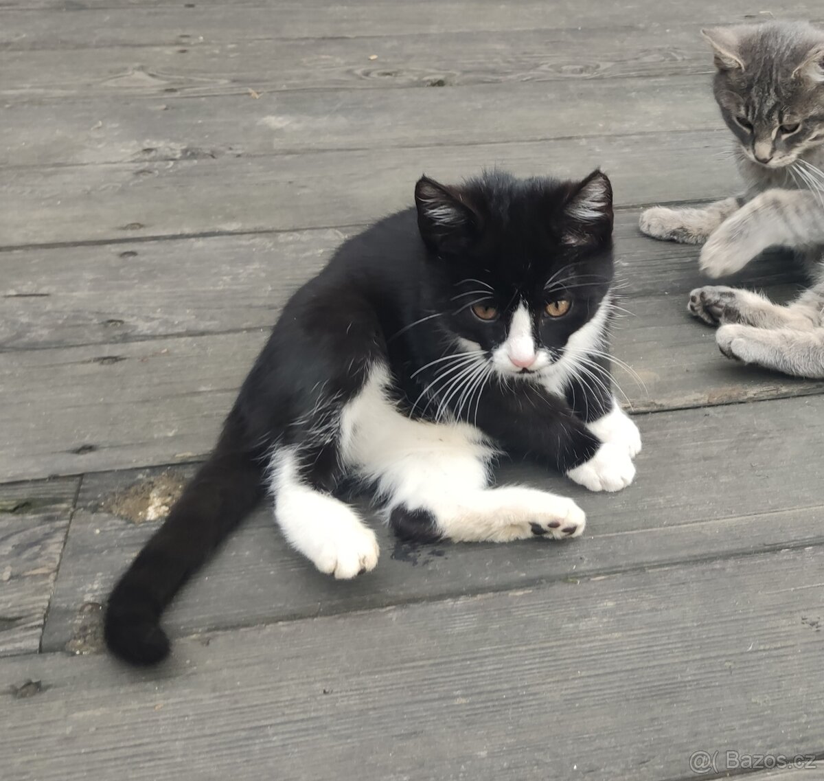 Mainská mývalí - kříženec - kotě - 2