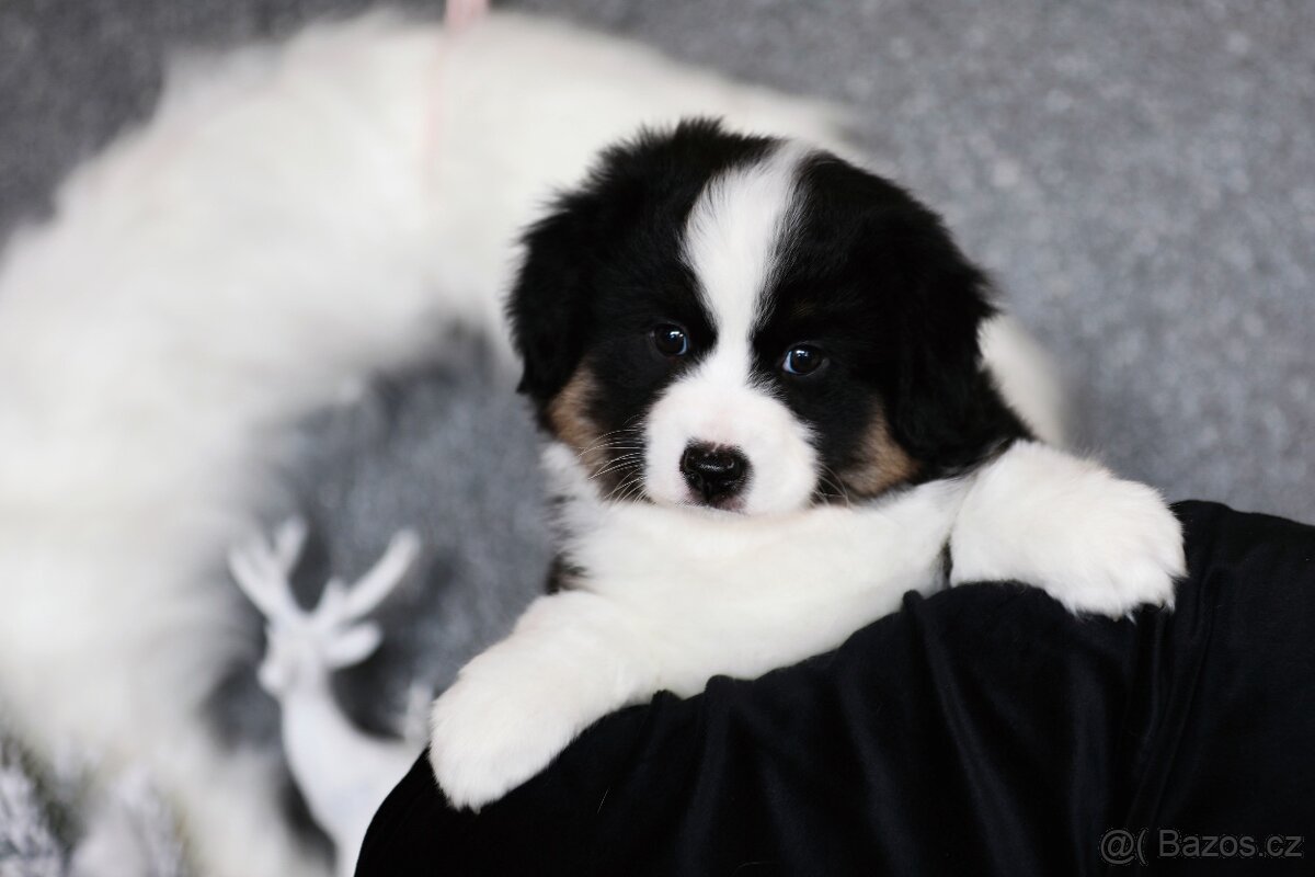 Miniaturní americký ovčák - fenka - 2