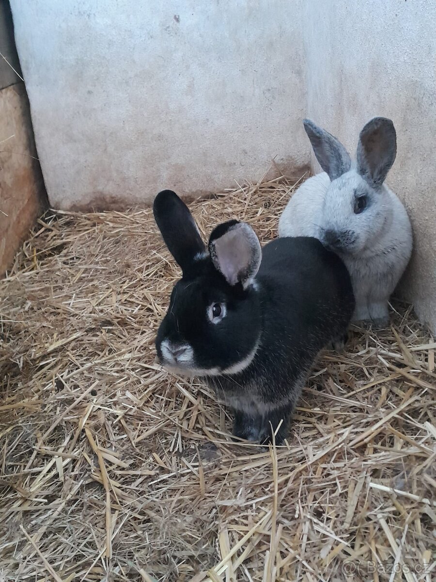 Králíci na chov - 2