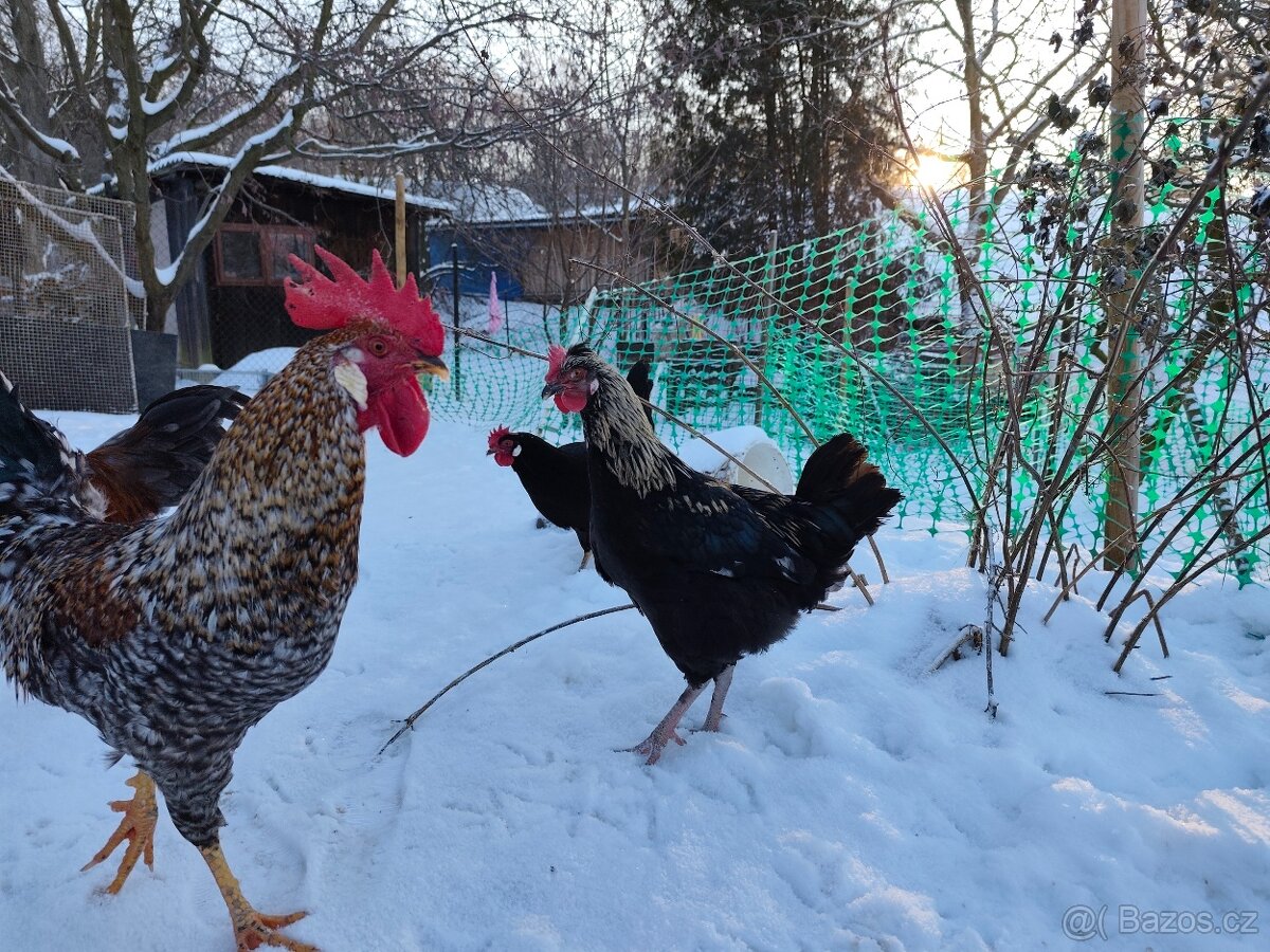 Kohouti do chovu nebo na maso - dvorkový mix - 2