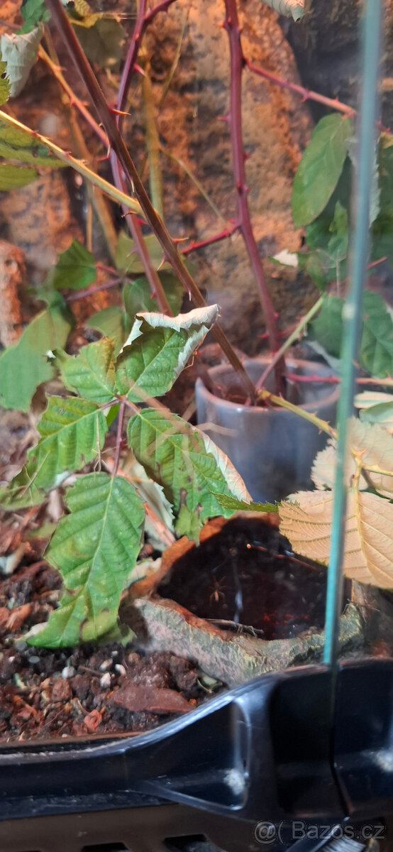 Strašilky zelené - 2