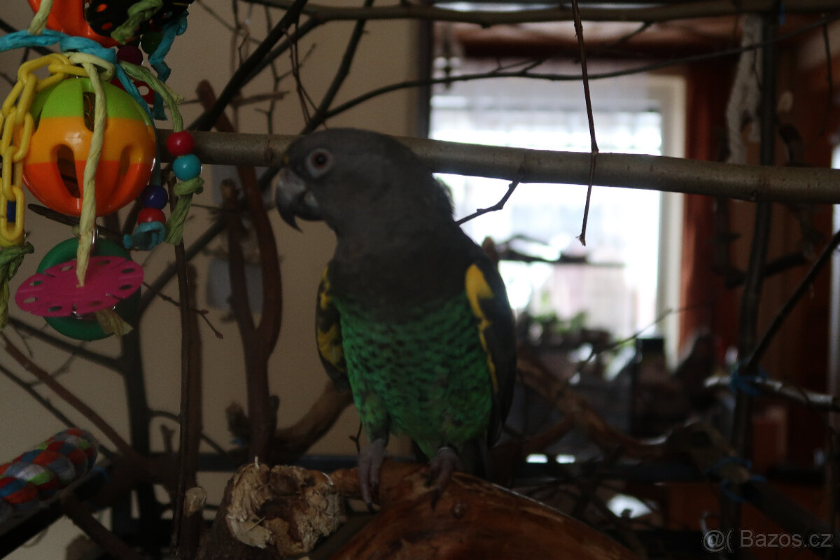 Prodám samečka papouška žlutotemnného - 2