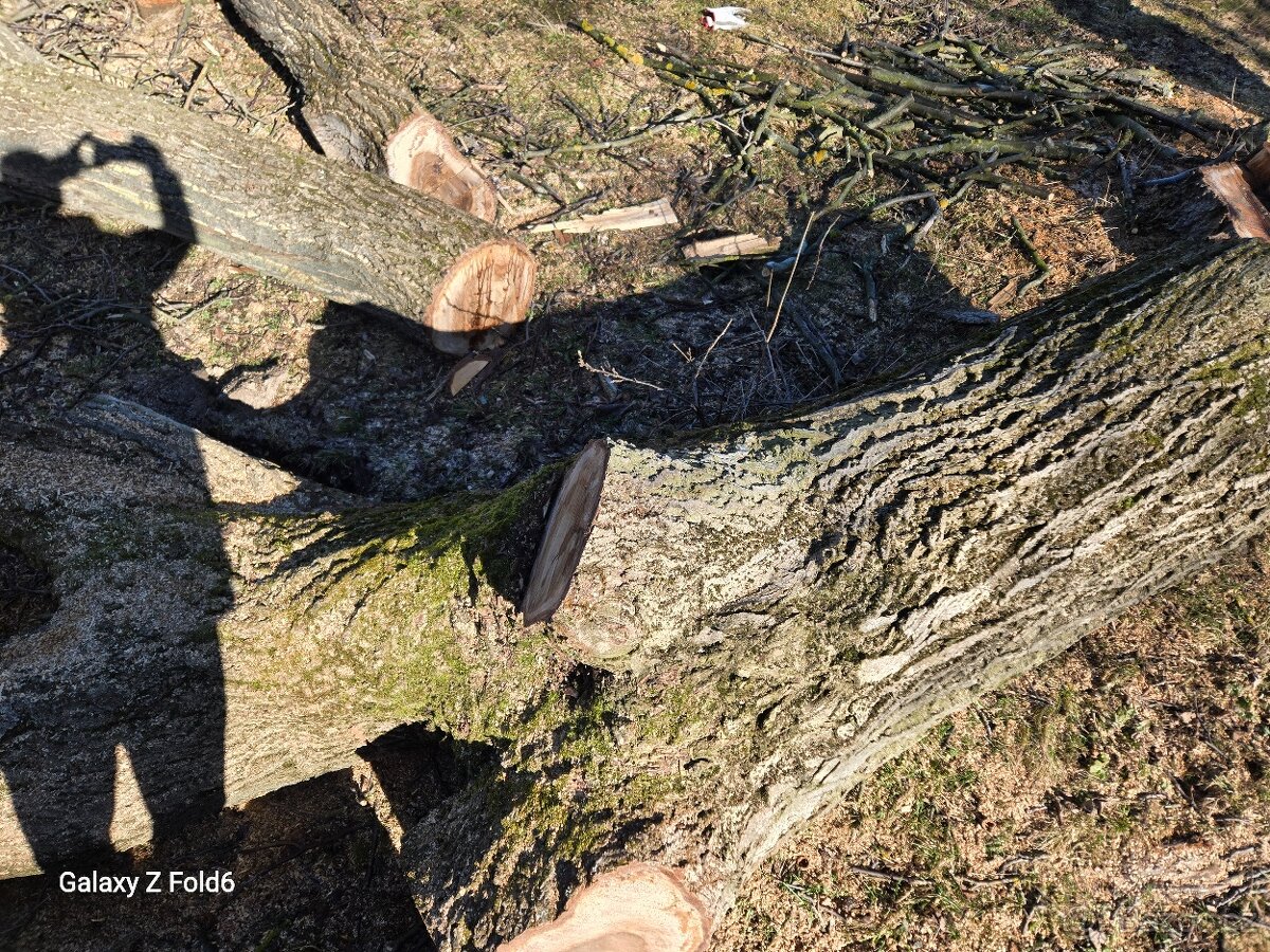 Velký Kmen Ořech - 2