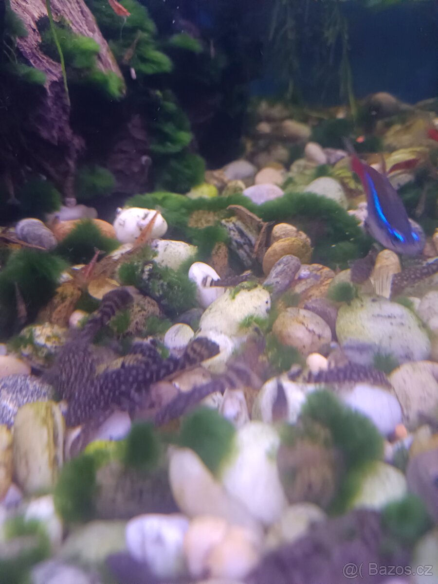 Prodám ancitrusy - 2