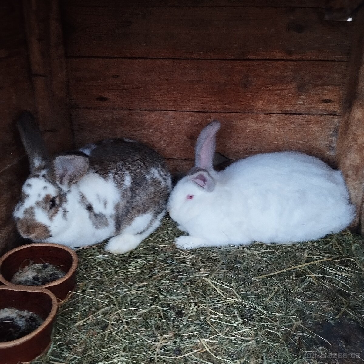 Prodej králíků - 2