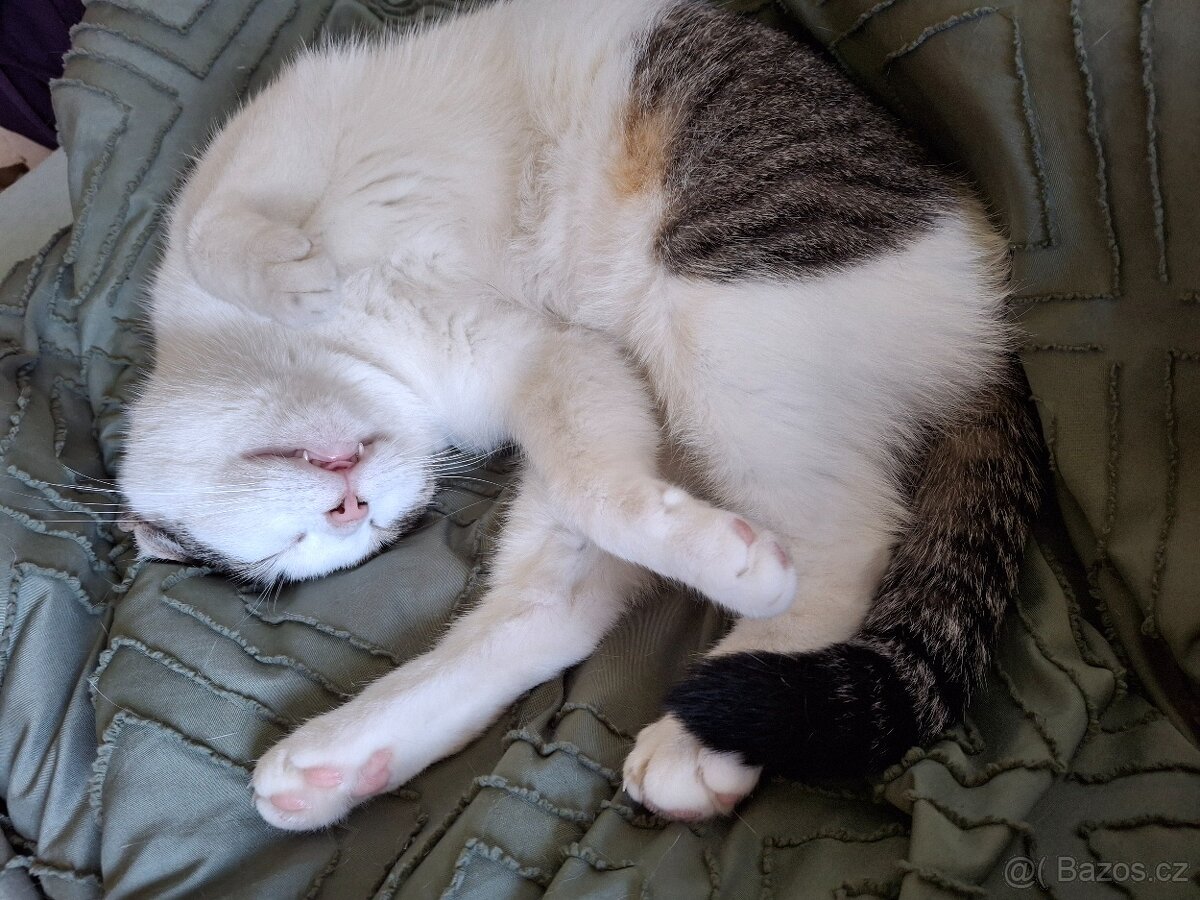 Kočička hledá nový domov - 2