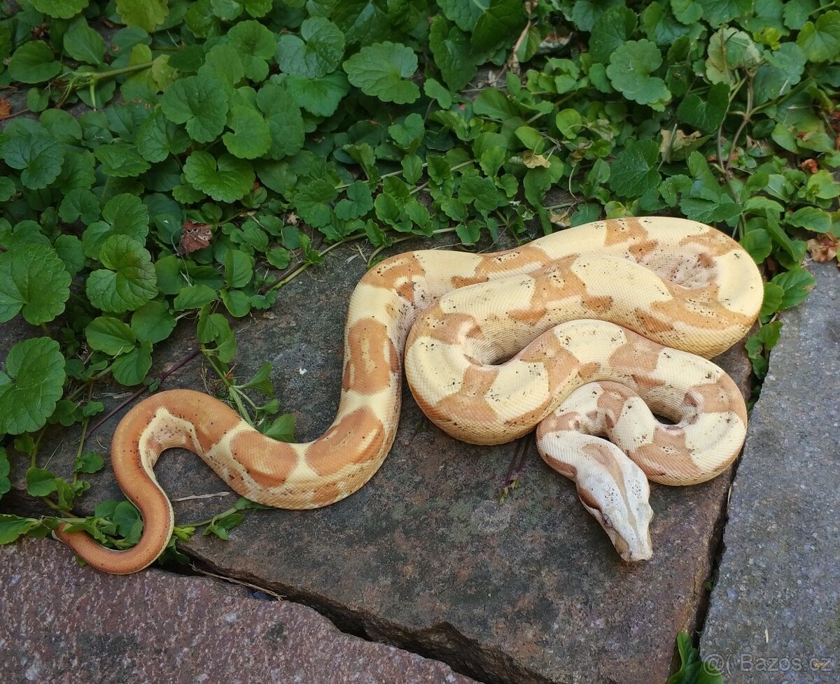 Boa imperator - VPI T+ Sunglow Motley het Anery - 2