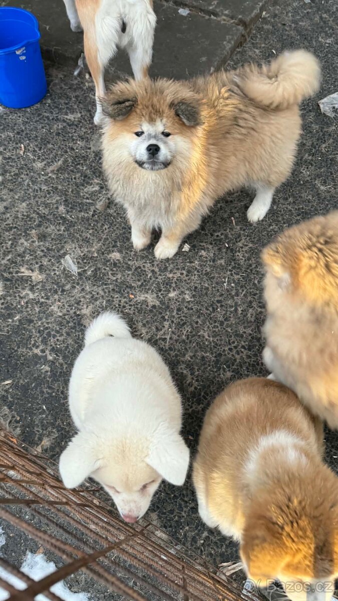 Štěňata Akita inu - 2
