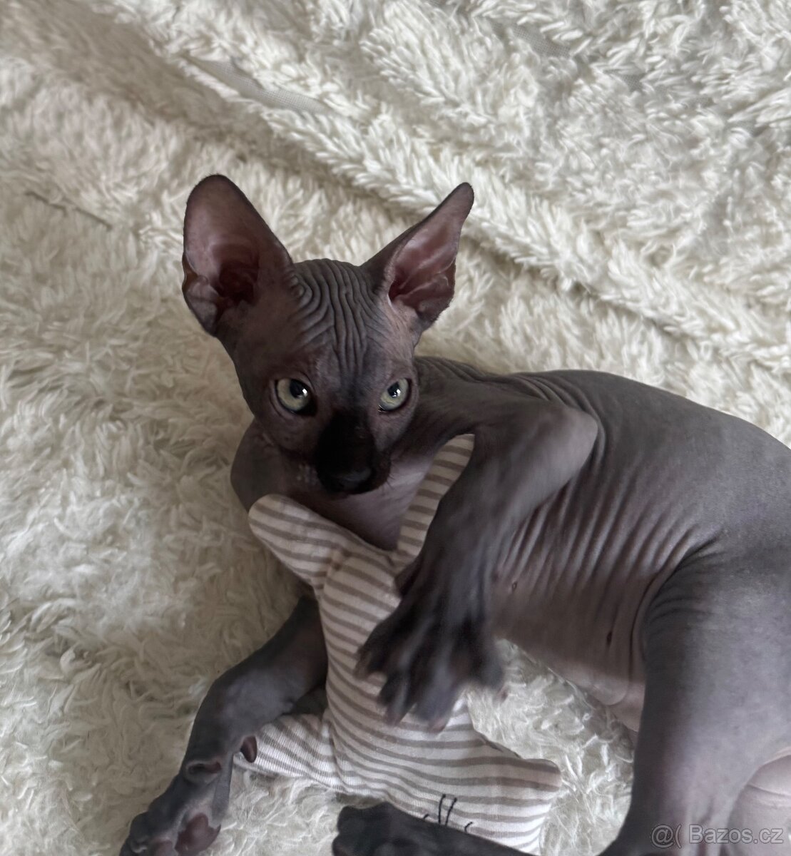 Kanadský sphynx - 2
