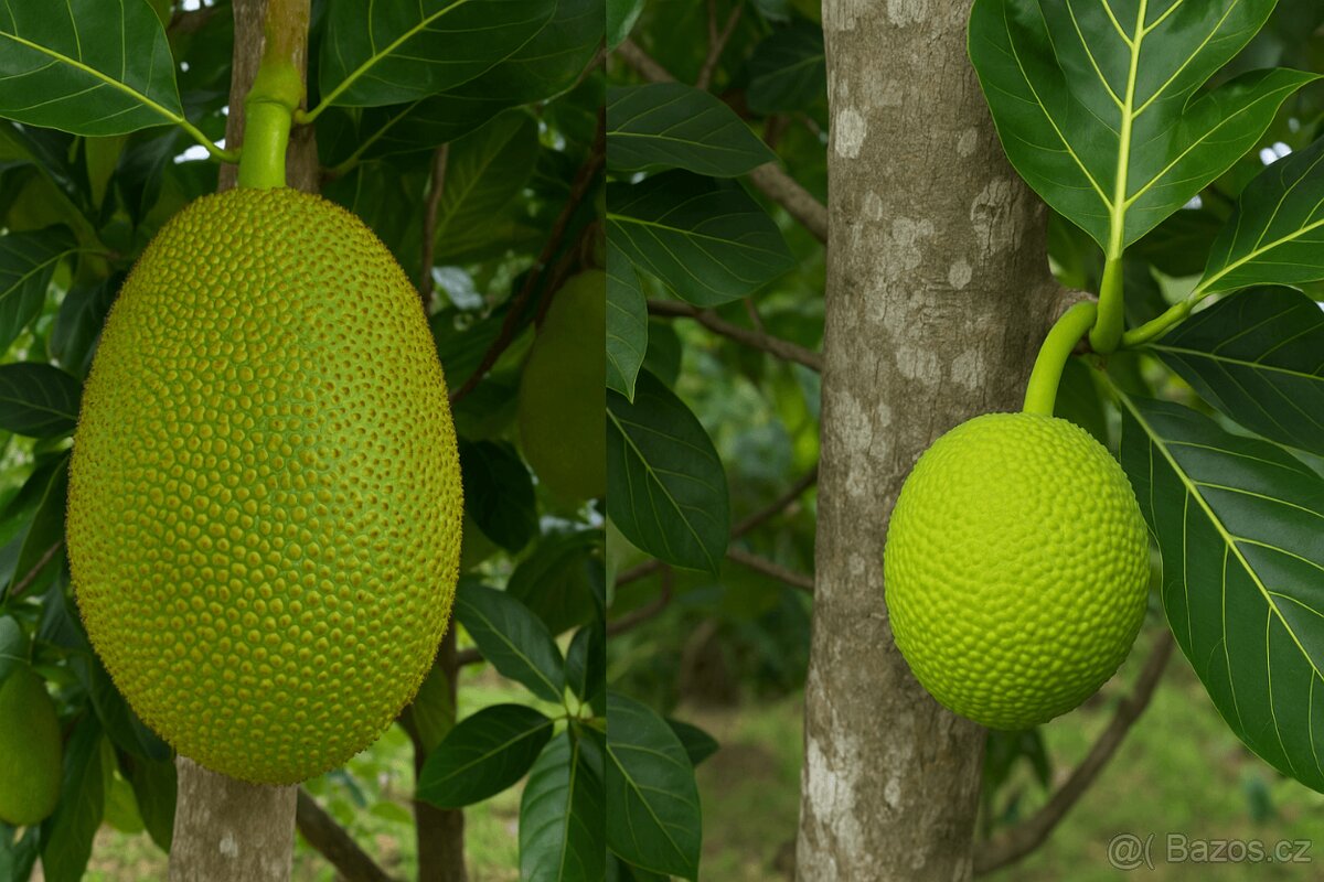 Jackfruit - Chlebovník různolistý 400 Kč - 2