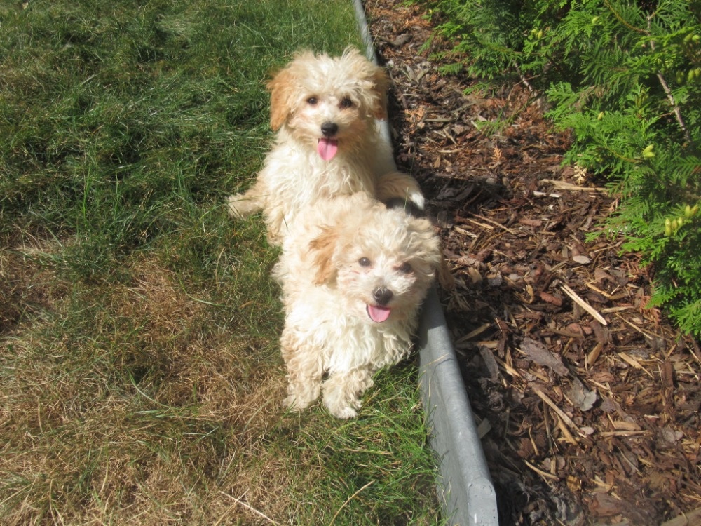 Maltipoo - 2