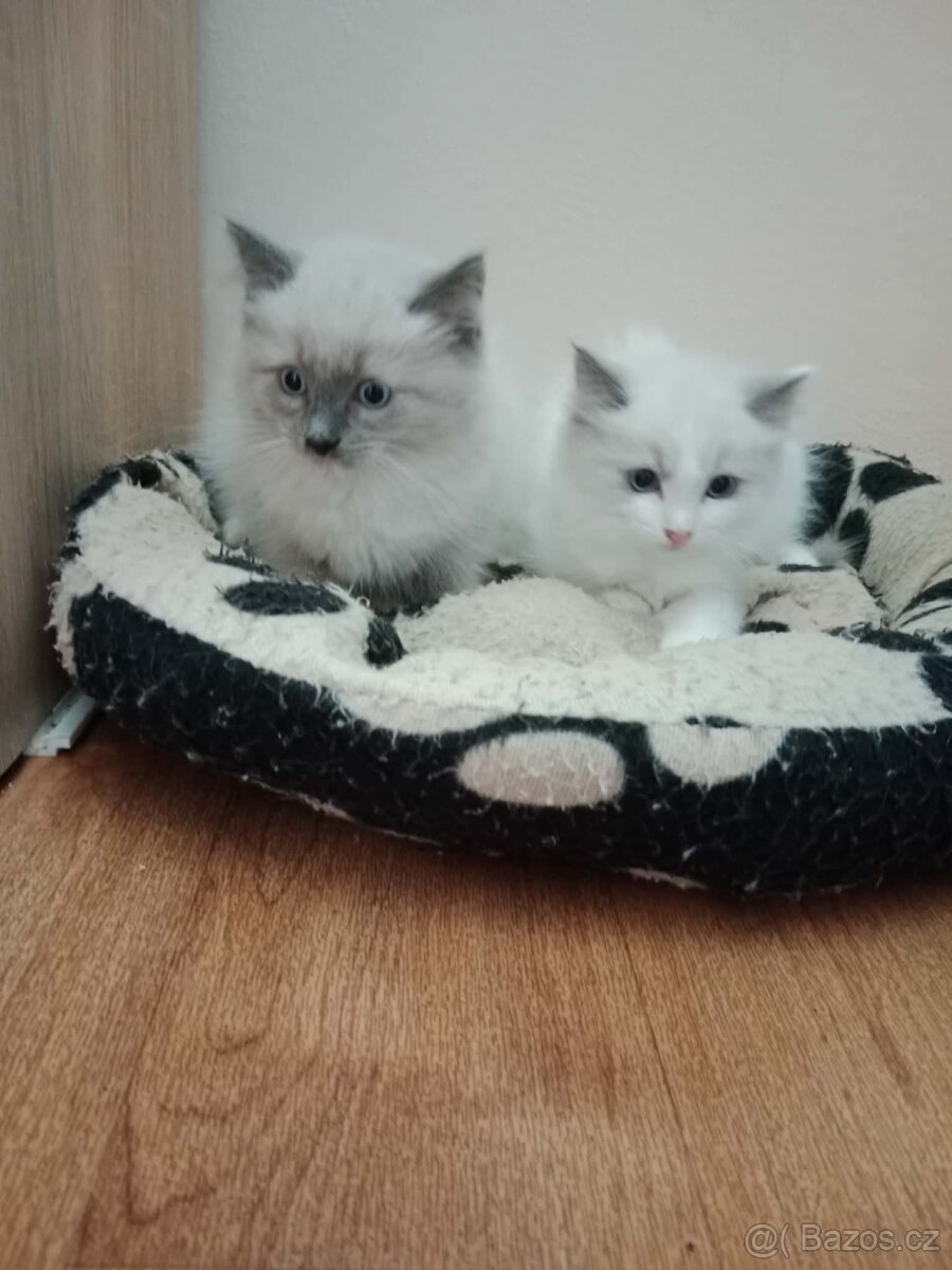 Ragdoll kocourci - 2